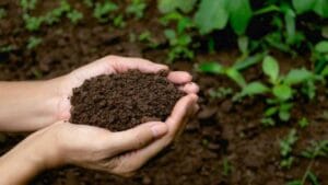 Cara Membuat Pupuk Kompos Bernutrisi Tinggi! Kamu Harus Tahu