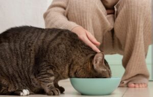 Makanan Kucing Excel vs Bolt Perlu di Ketahui
