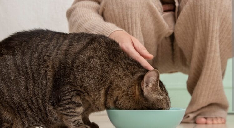 Makanan Kucing Excel vs Bolt Perlu di Ketahui